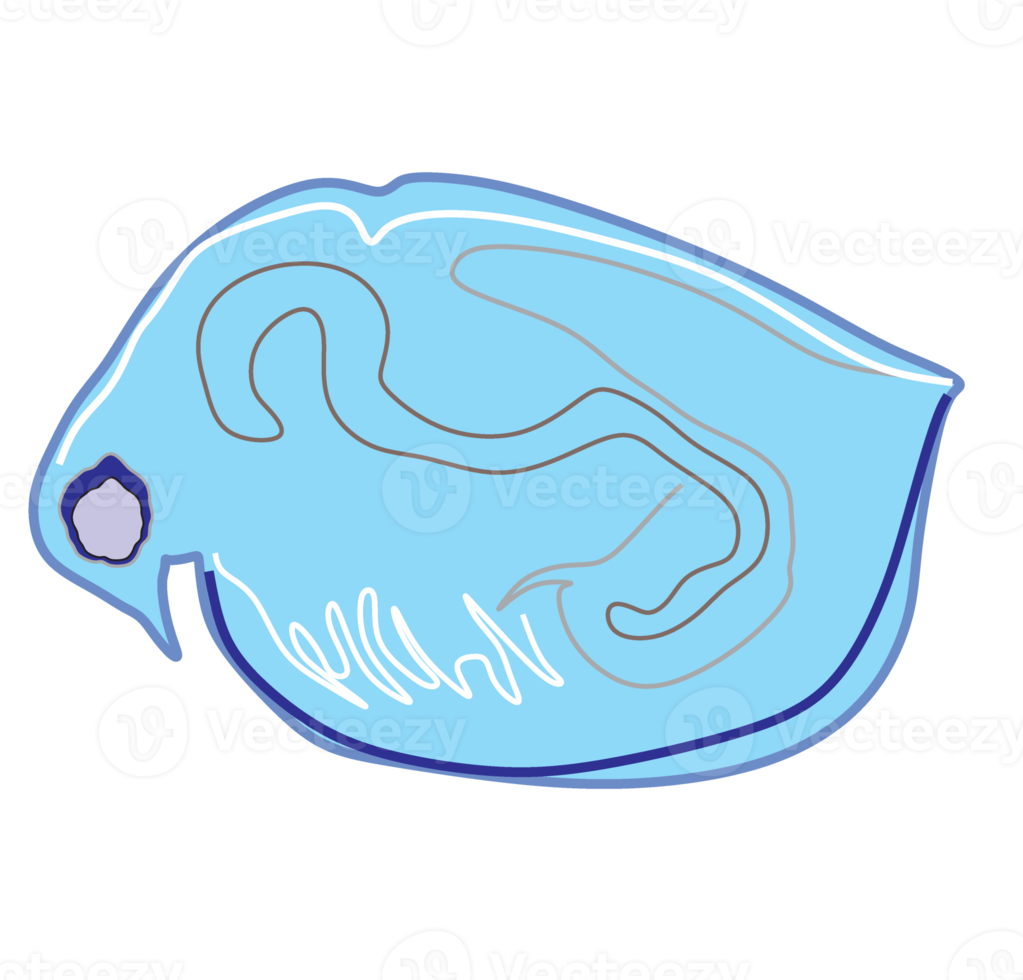 plâncton, água pulga, zooplâncton ícone. colorida desenho animado fofa animal ícone isolado png