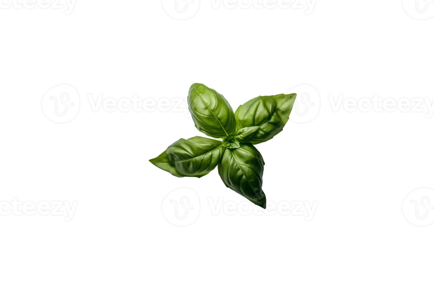 basil png transparent background