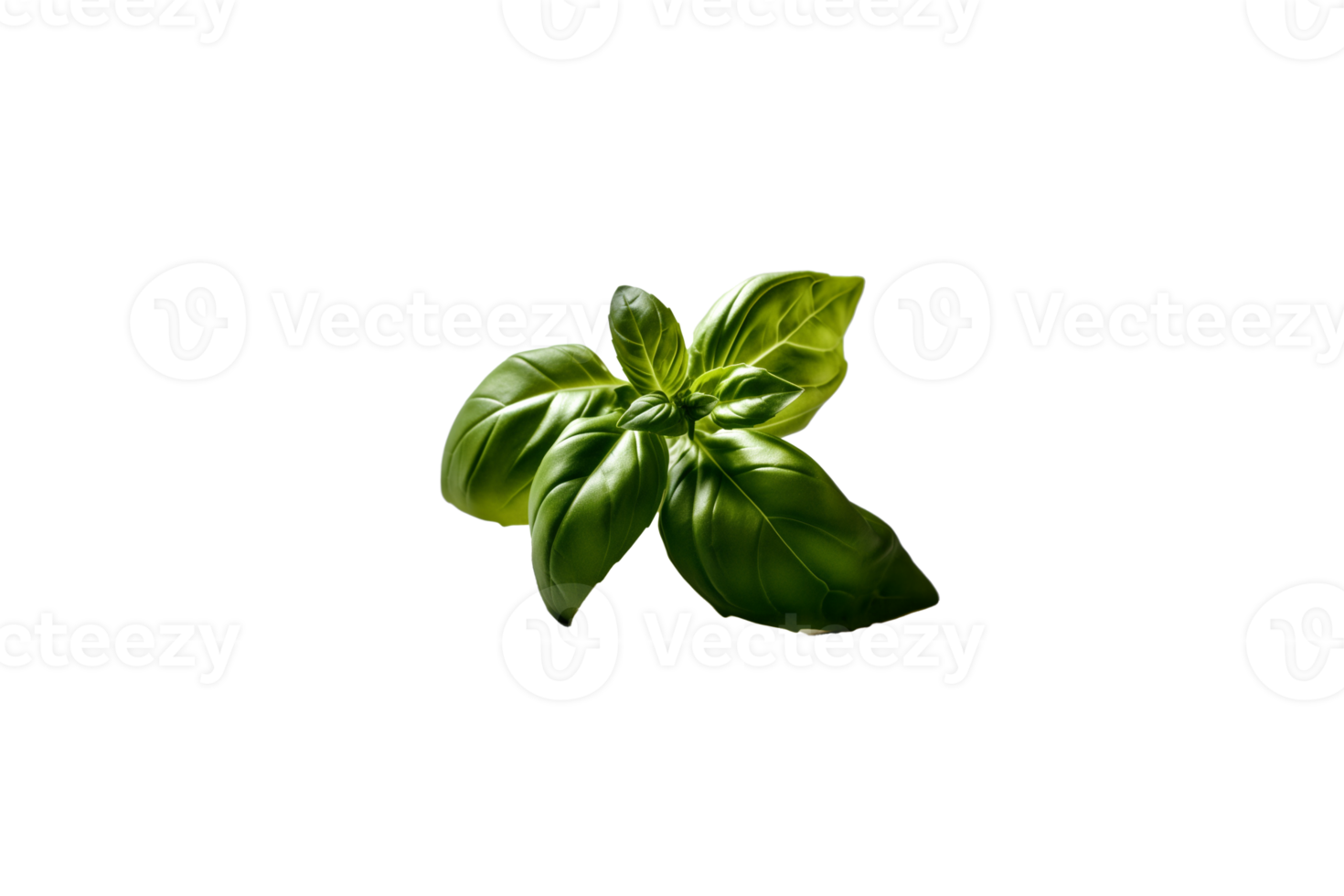 basil png transparent background