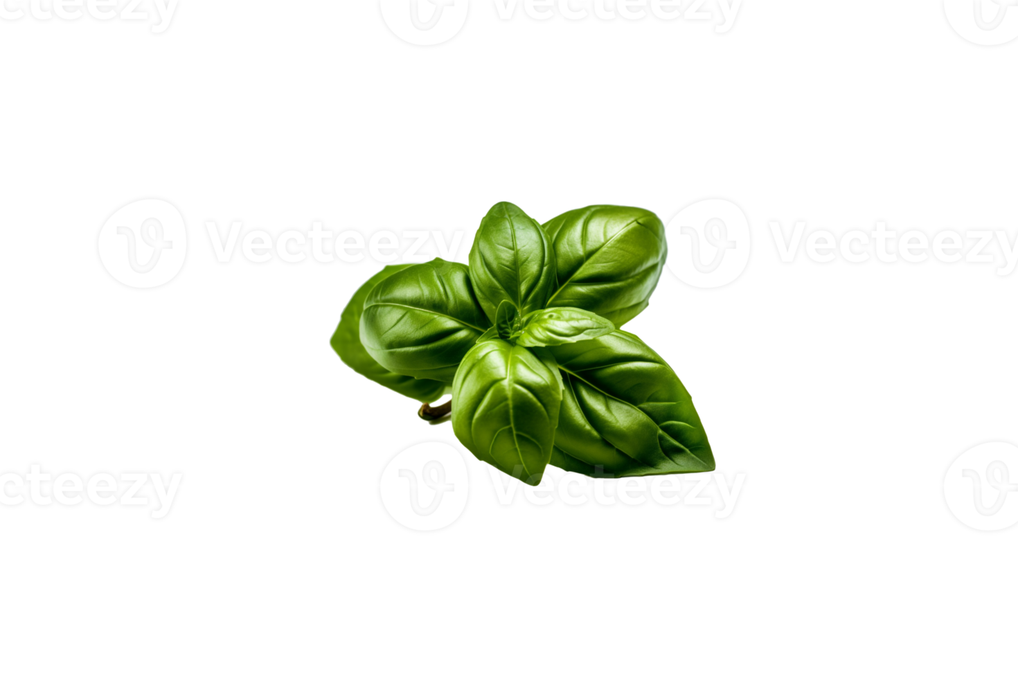 basil png transparent background