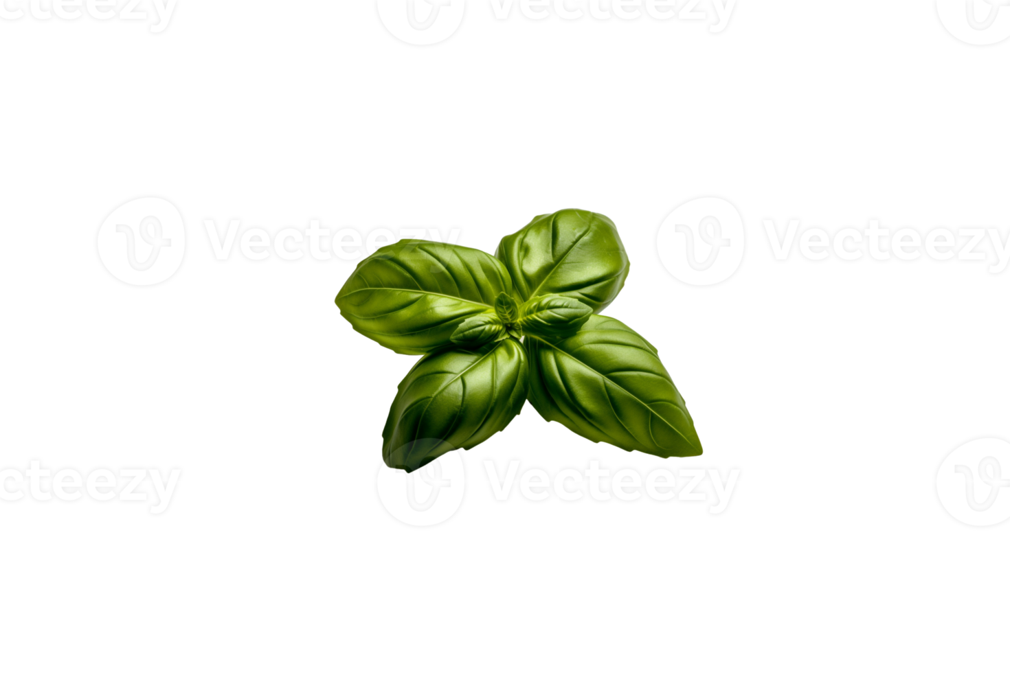 basil png transparent background