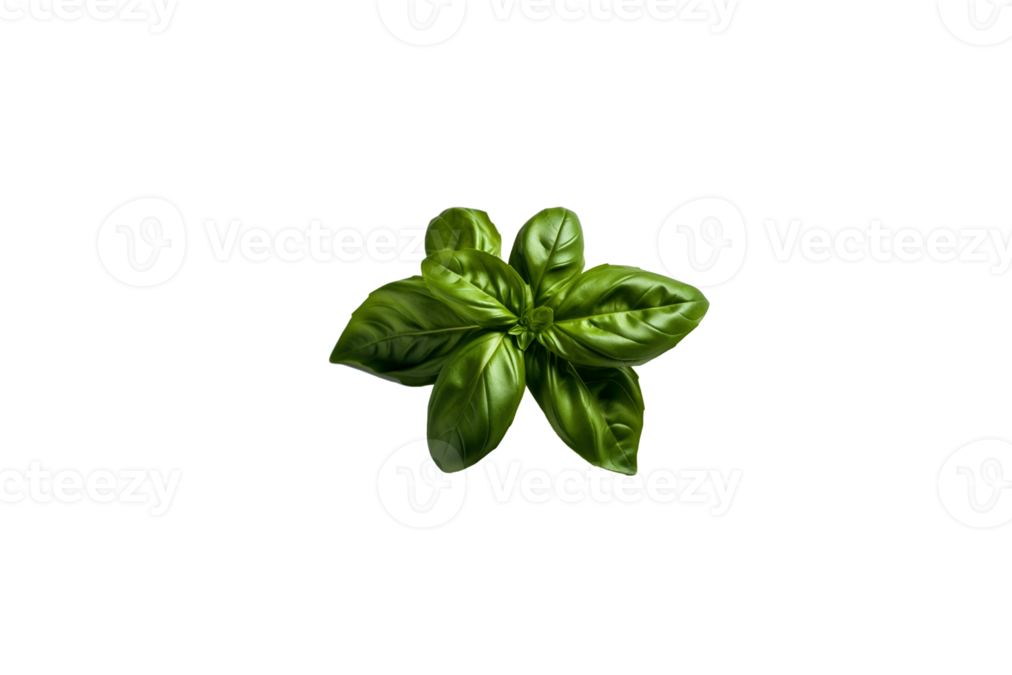 basil png transparent background