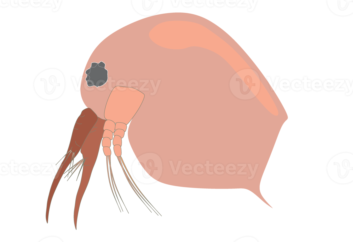 Plankton, water flea, zooplankton icon. Colorful cartoon cute animal icon isolated png