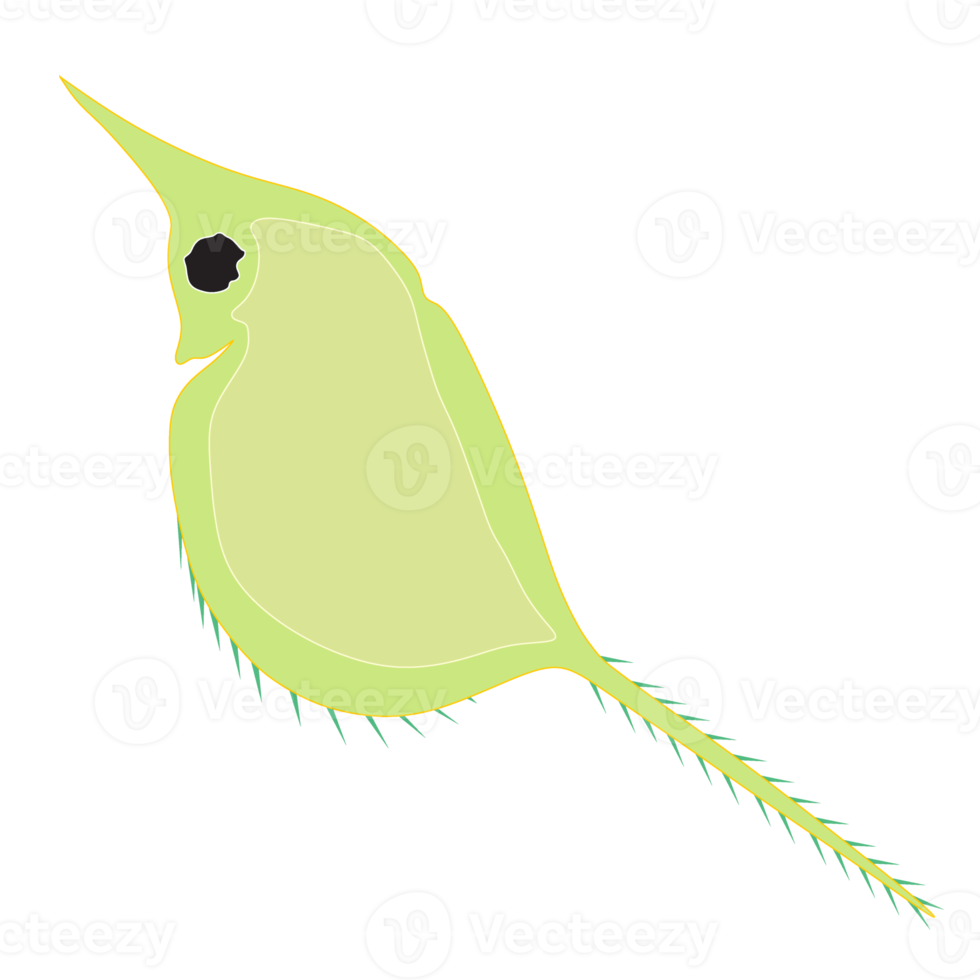 Plankton, water flea, zooplankton icon. Colorful cartoon cute animal icon isolated png