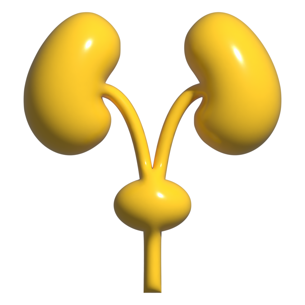 3d icon of kidney png