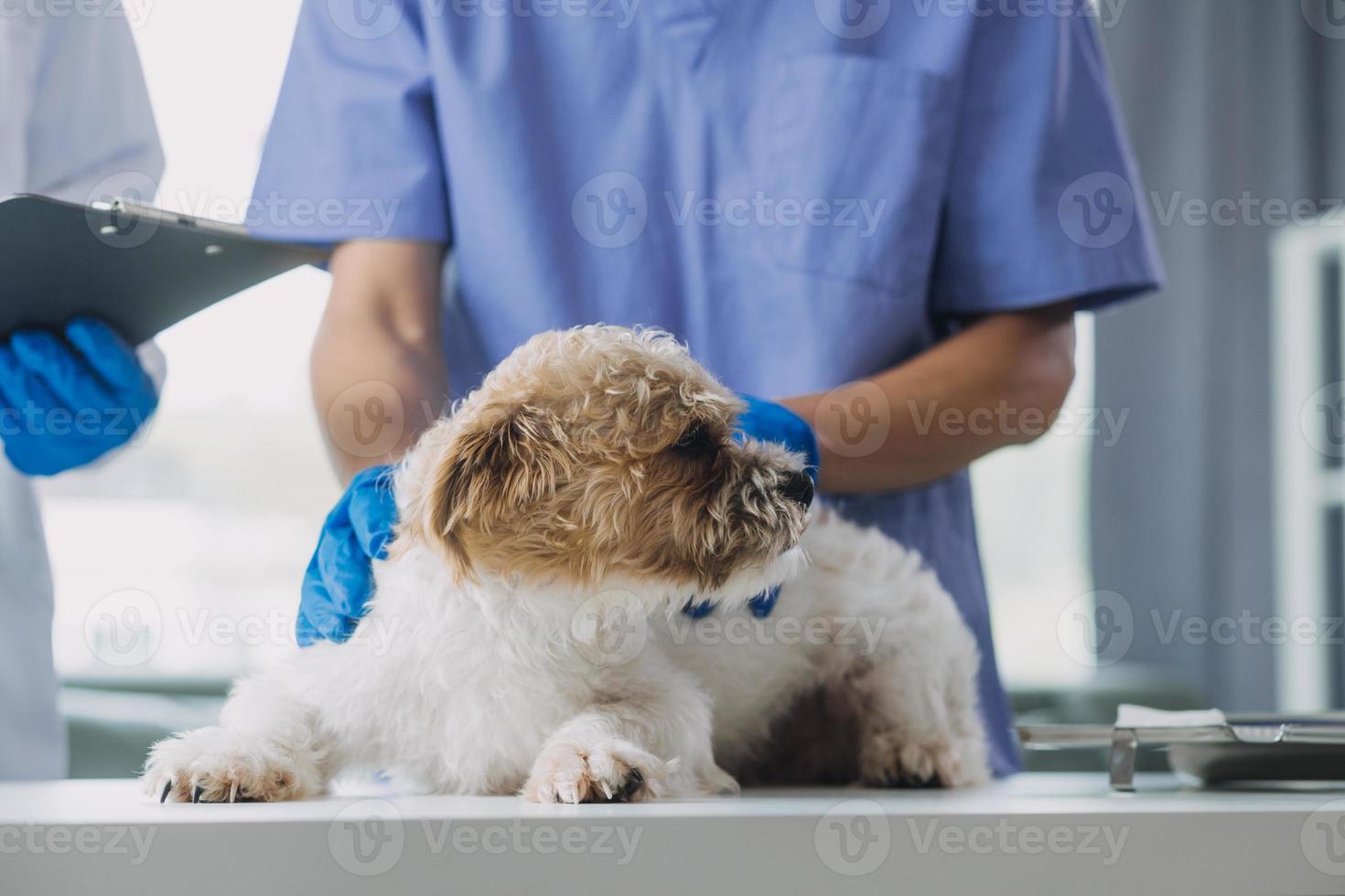 Vet examining dog and cat. Puppy and kitten at veterinarian doctor. Animal clinic. Pet check up and vaccination. Health care. photo