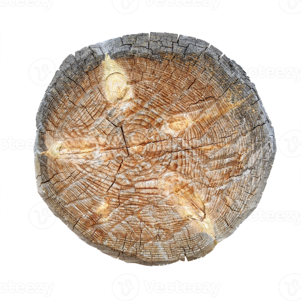 Old log cut isolated on transparent background. Stock photo png