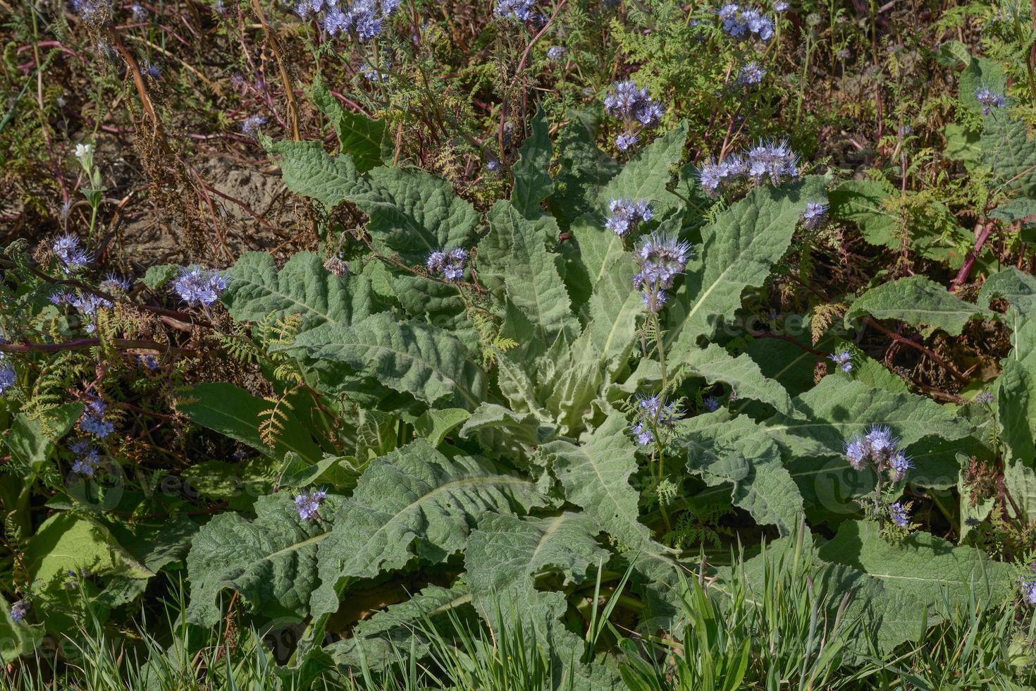 Leaf Rosette of common Mullein --Verbascum--,Rhineland,Germany photo