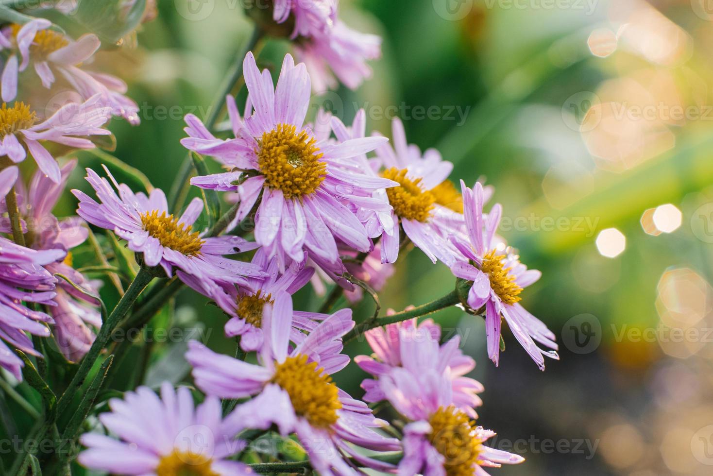 Lilac beautiful Aster alpinus flowers bloom in the garden in summer photo