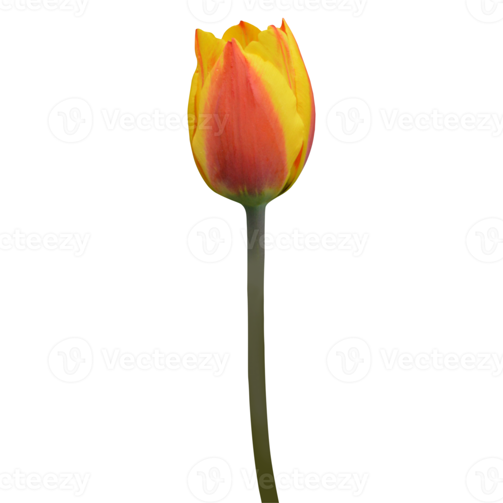 fleur de tulipe orange png