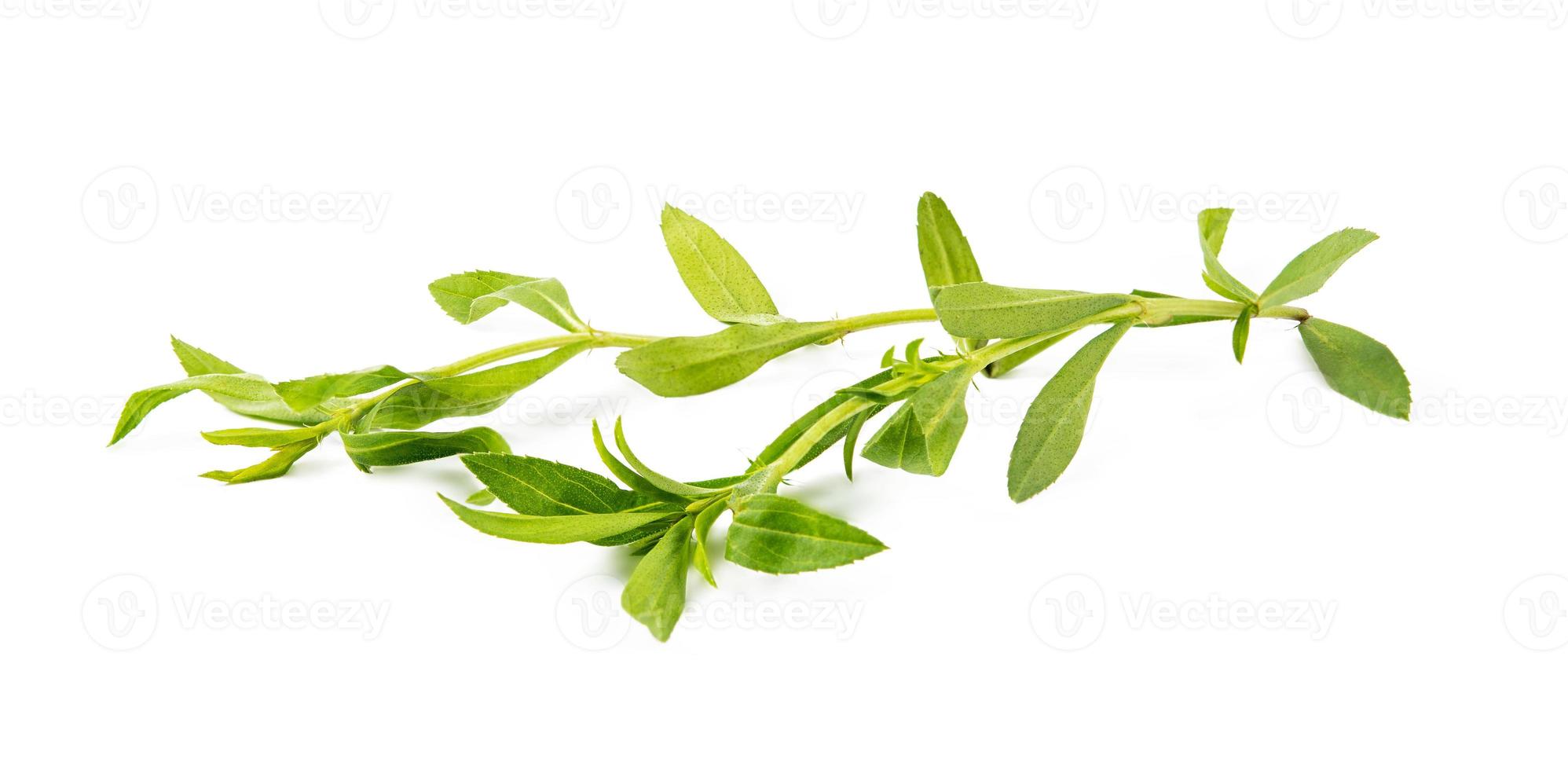 tarragon herbs isolated on white background photo