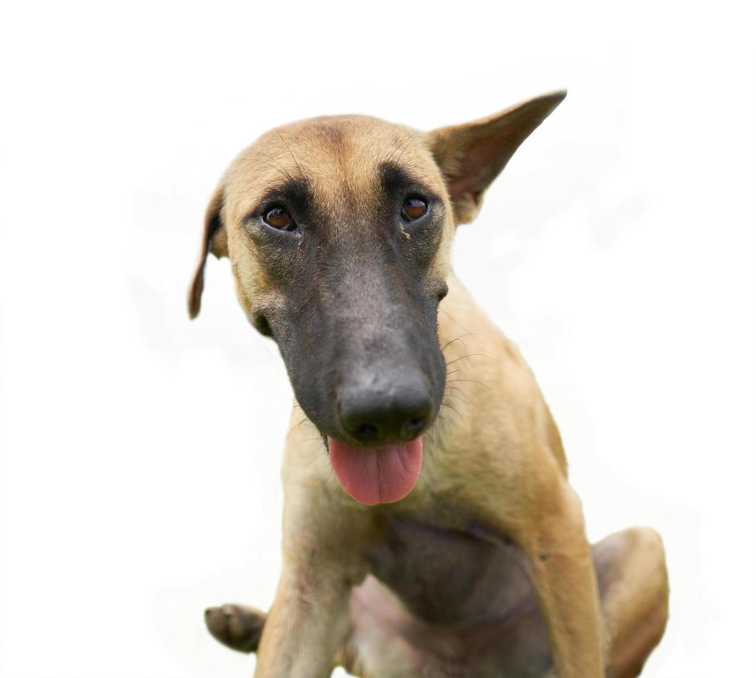 close up brown smile dog isolated on white background with a clipping path photo