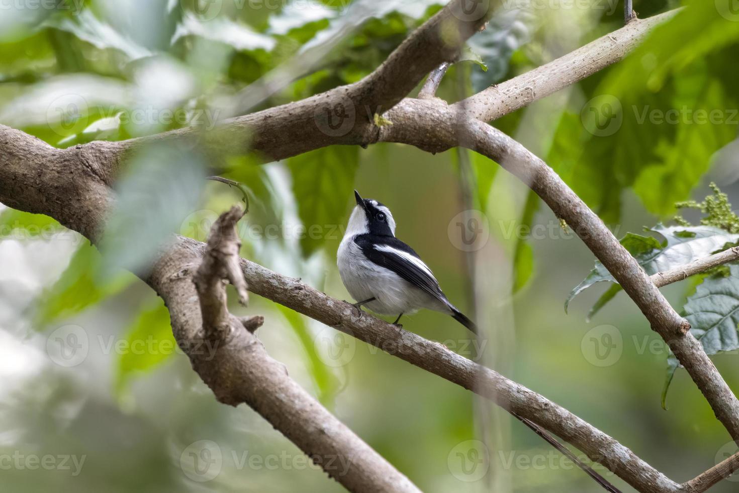 pequeño de varios colores mosquero o ficedula westermanni observado en rongtong en India foto