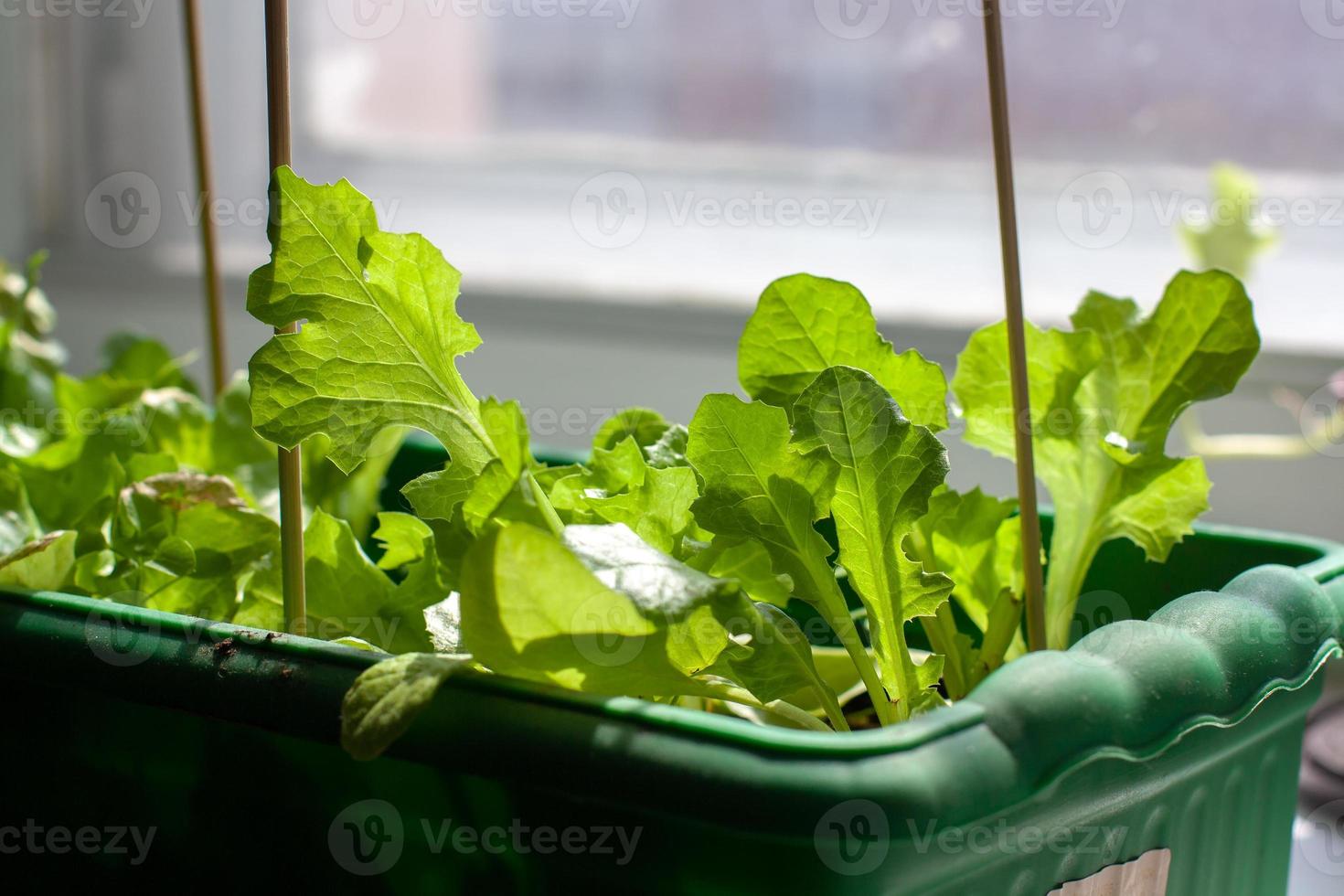 A box for seedlings with growing lettuce on a window sill by the window. Growing lettuce at home. Sunlight from the window. Vertical sticks in the ground. Shallow depth of field. Horizontal. photo