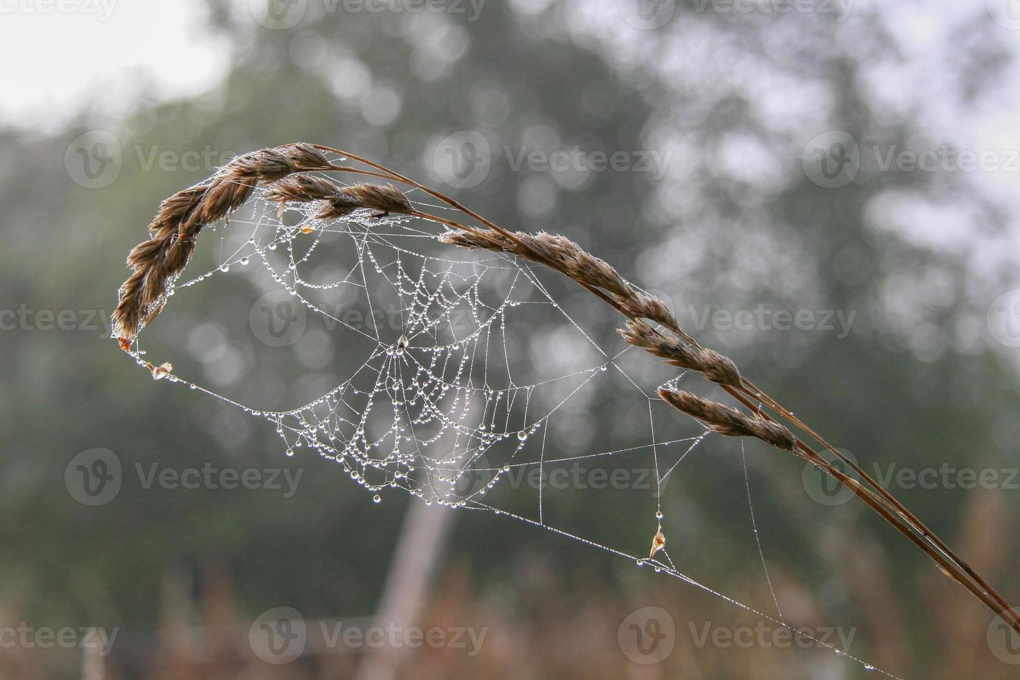Sparkling web on a spikelet with a blurred background. Early calm morning. Colors are moderate. photo