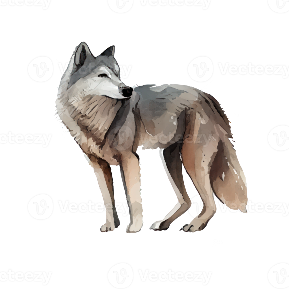 waterverf grijs wolf . ai gegenereerd png