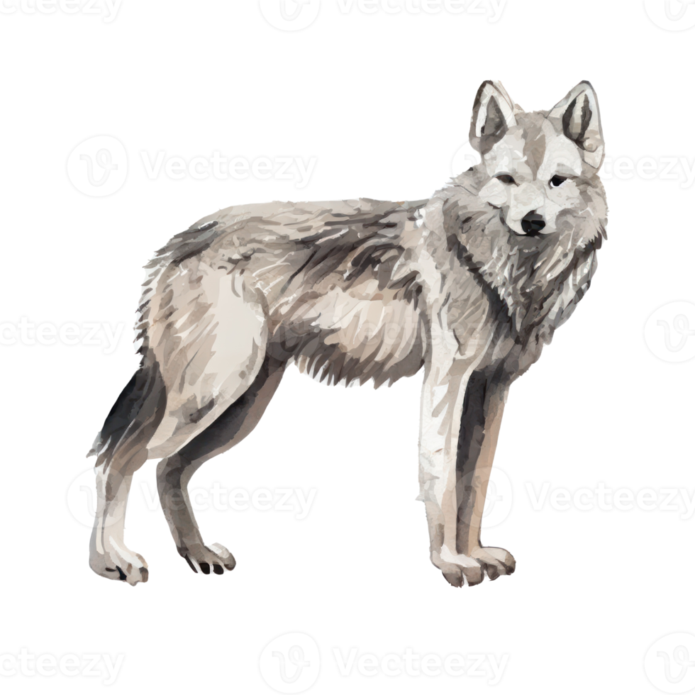 Watercolor Gray Wolf . AI Generated png