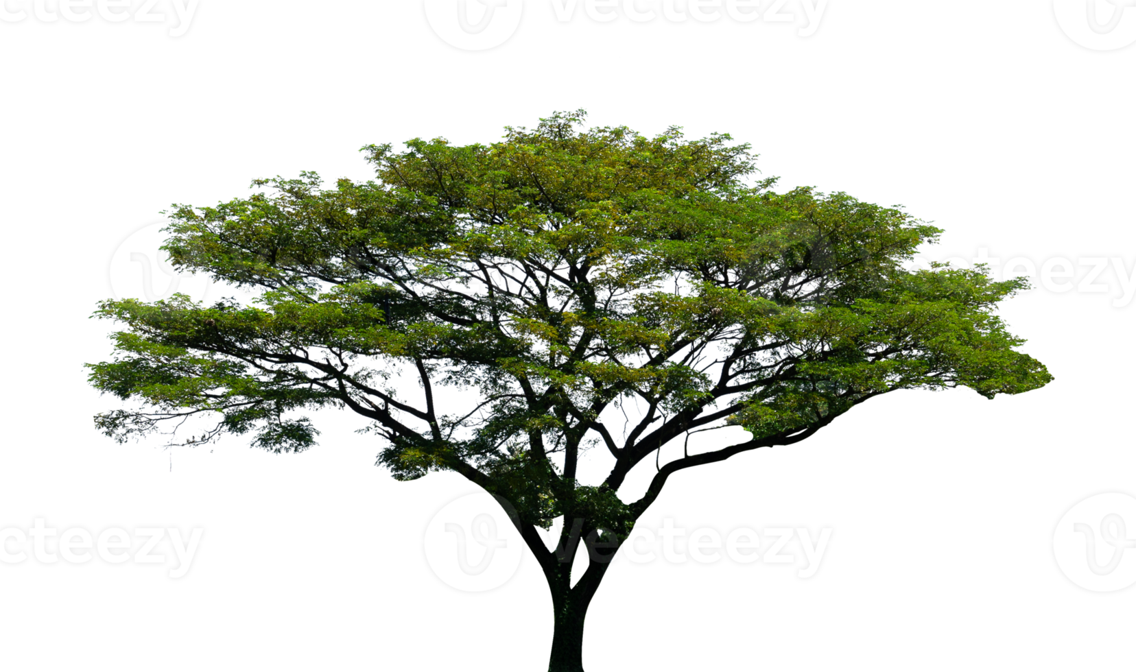 Oak tree isolated, Nature design element png