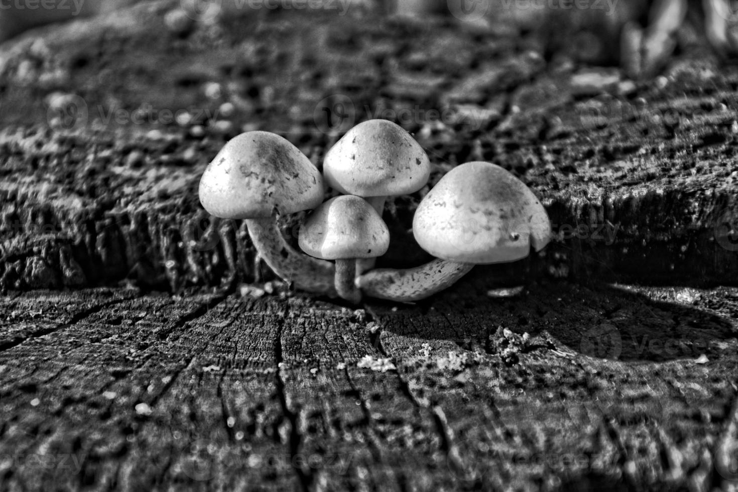 pequeño delicado salvaje hongos creciente en otoño en un antiguo árbol maletero foto