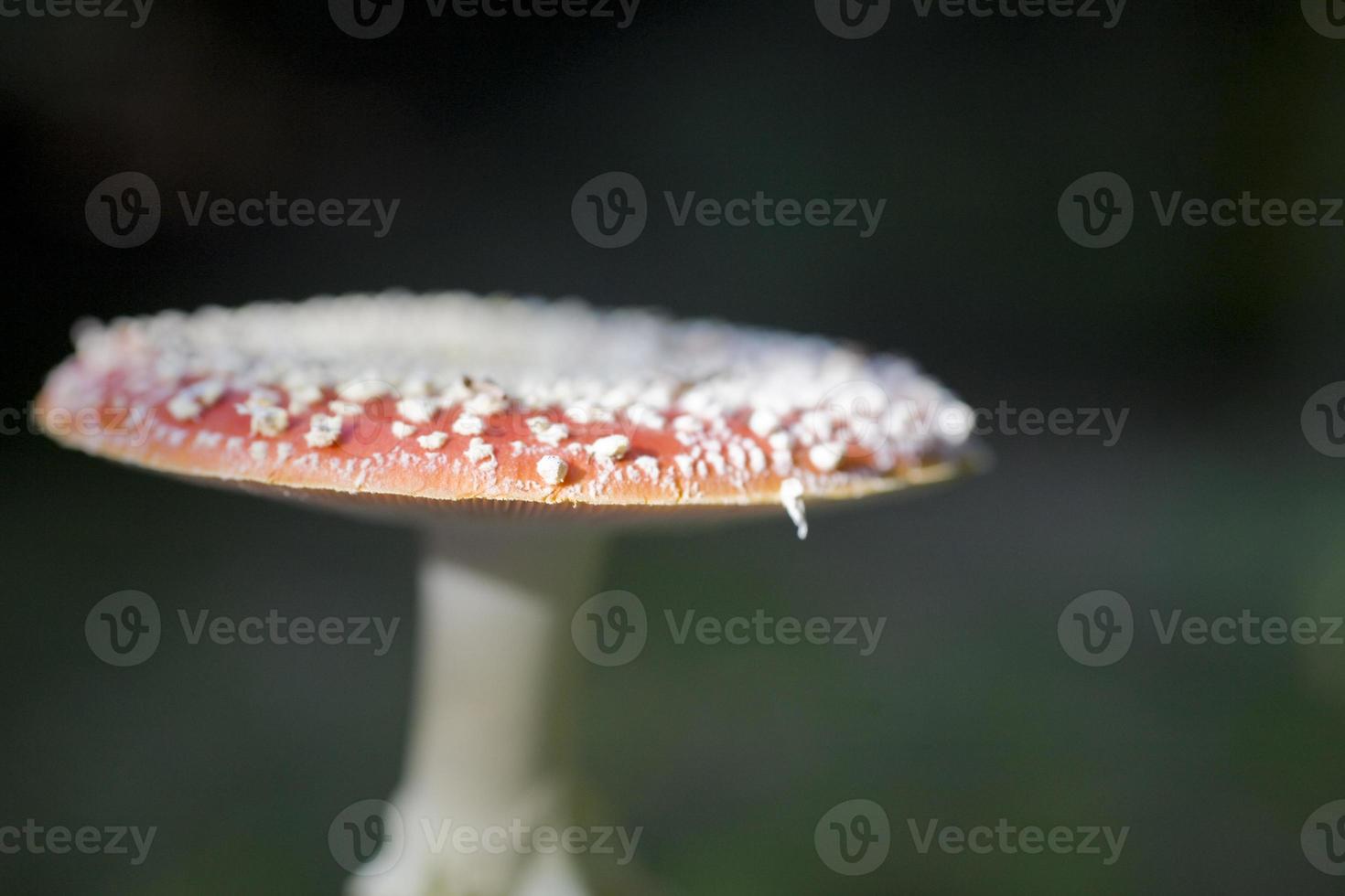 red autumn toadstool growing in a green European forest photo