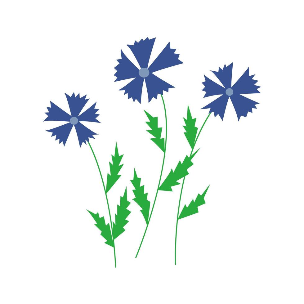 Cornflowers. Three wildflowers. Vector hand drawn isolated