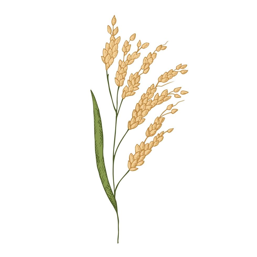 Hand drawn ears of a rice plant. Illustration of branches and grains of rice, dried whole grains. Cereal harvest, agriculture, organic farming, healthy food symbol. Design element.Isolated background vector