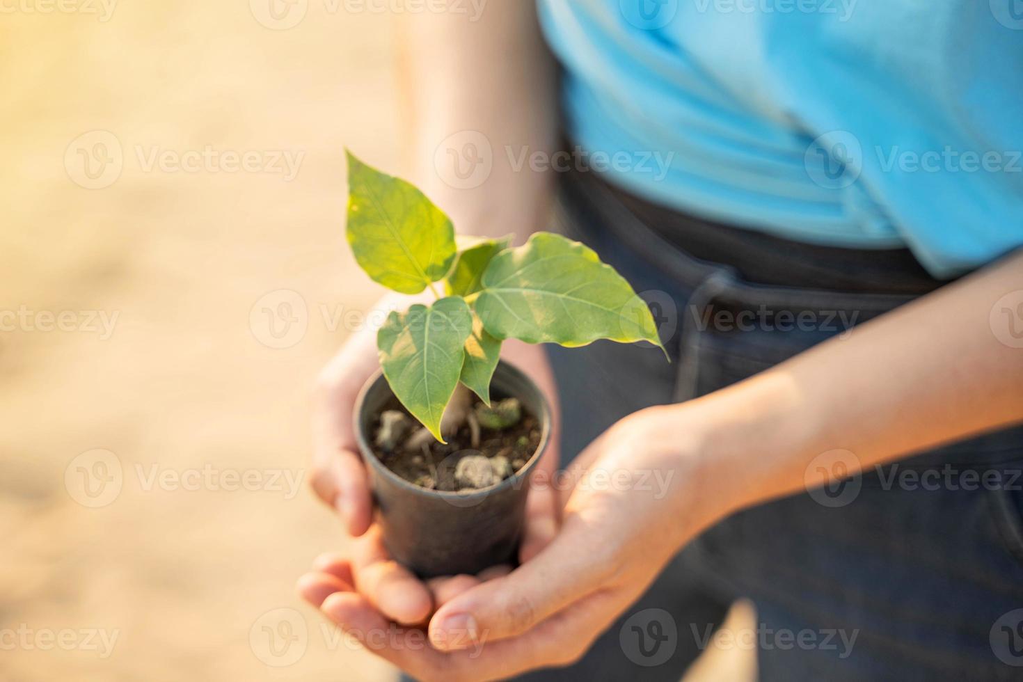 Environment Earth Day In the hands of trees growing seedlings. Female hand holding tree on the beach Forest conservation concept photo