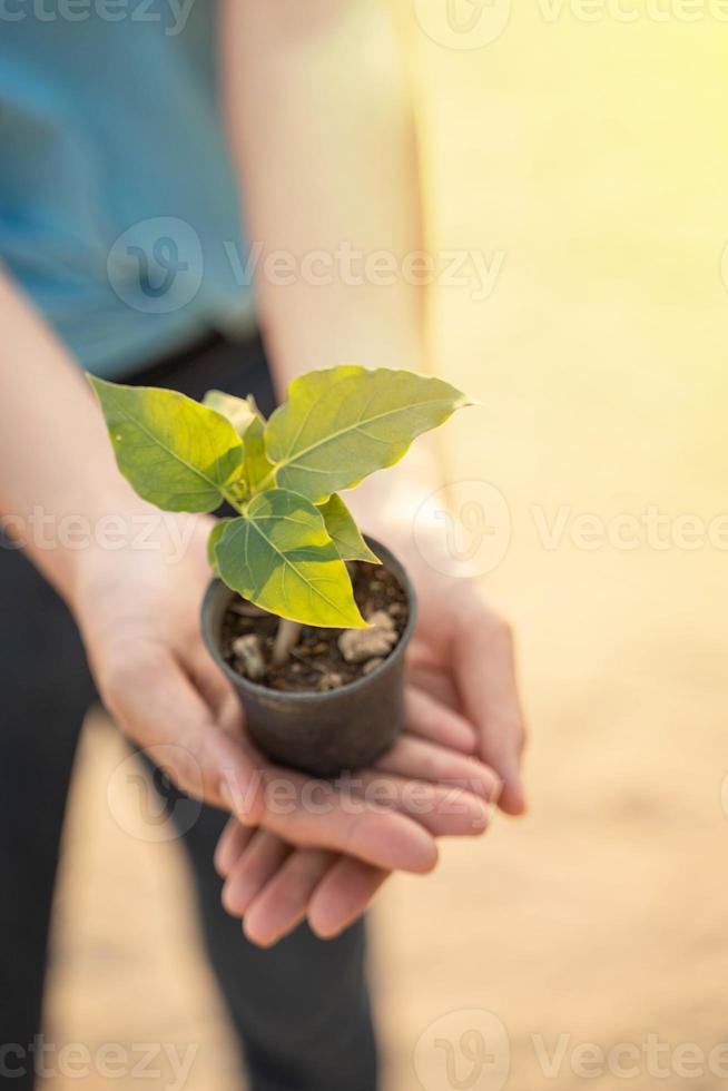 joven mujer voluntario que lleva un plántulas a ser plantado dentro el suelo en el jardín como salvar mundo concepto, naturaleza, ambiente y ecología. foto