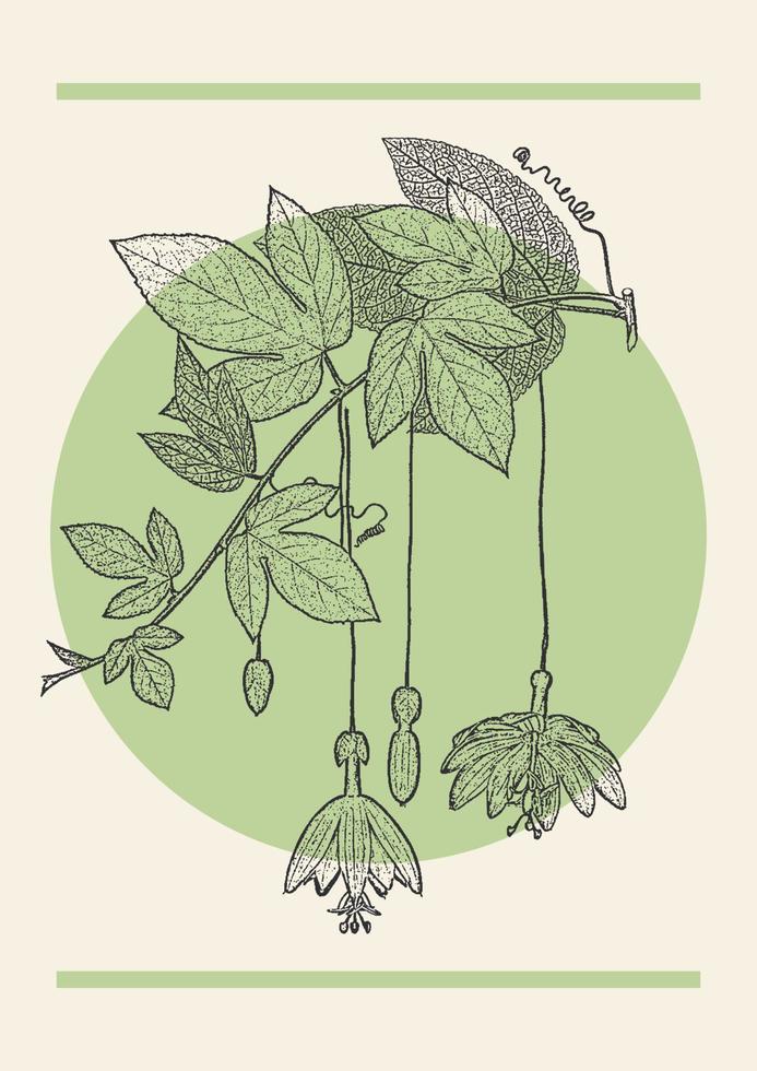 Flower fuschia branch sketch illustration poster. Botanical art in engraving style. Greeting card and invitation design vector