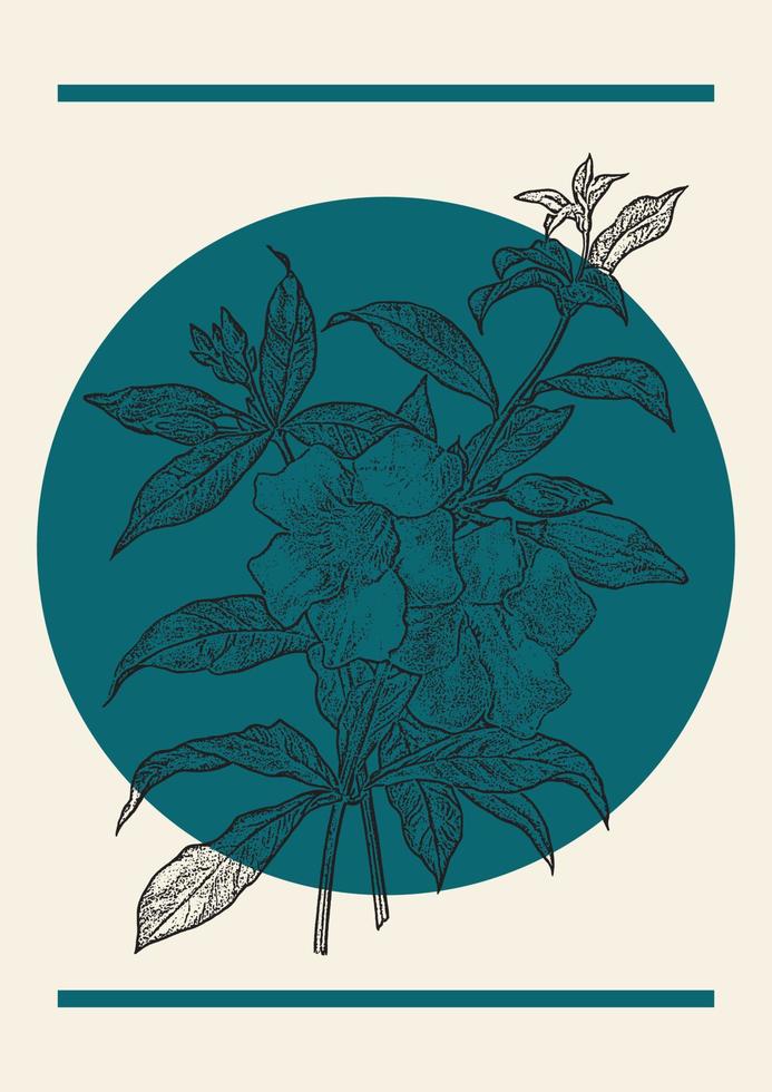 Blooming flower branch sketch illustration poster. Botanical Allamanda in engraving style. Greeting card and invitation design vector
