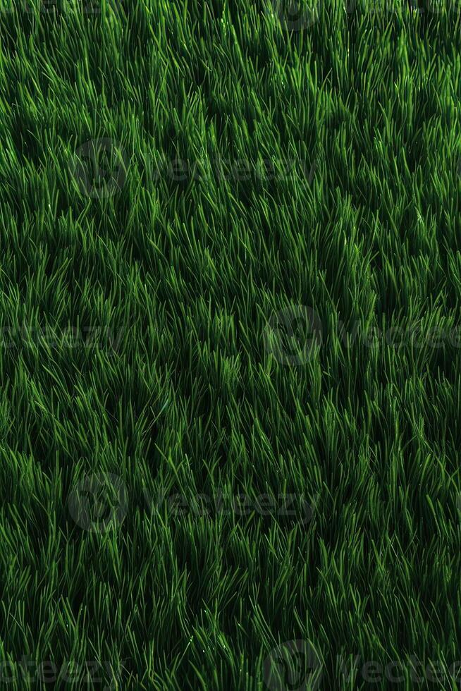 Field of fresh green grass texture as a background, top close up view. . photo