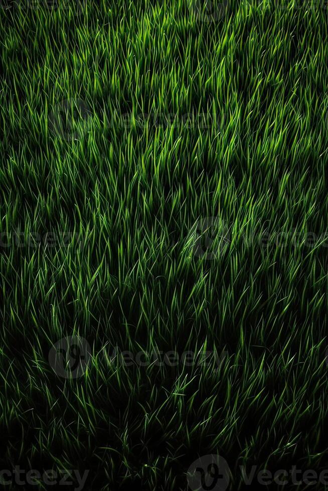 Field of fresh green grass texture as a background, top close up view. . photo