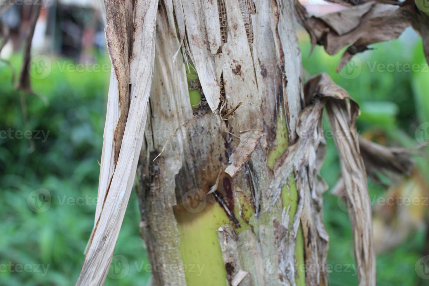 banana tree trunk texture photo