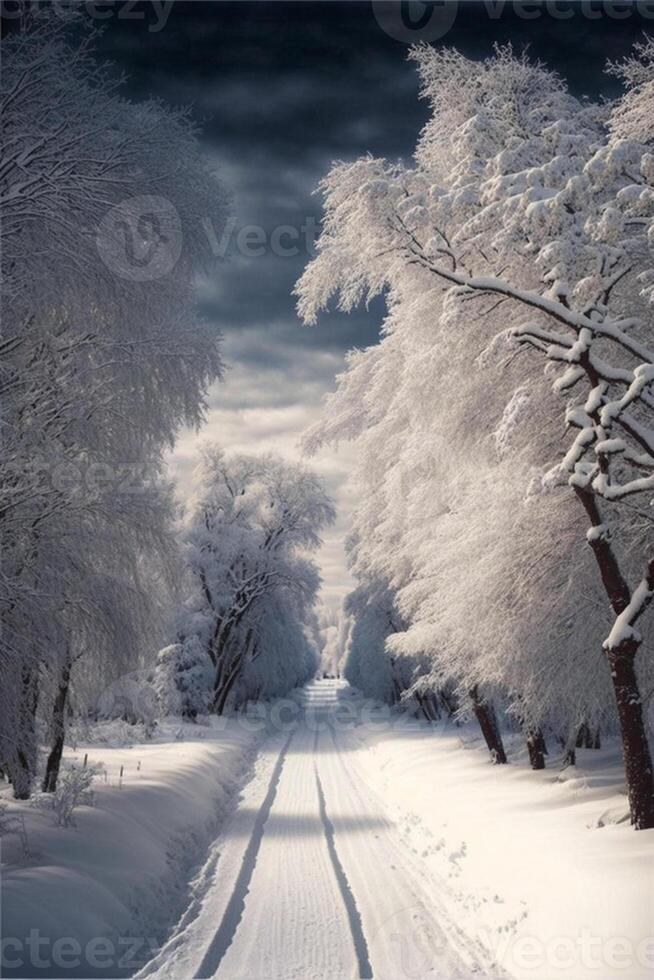 snowy road lined with trees covered in snow. . photo