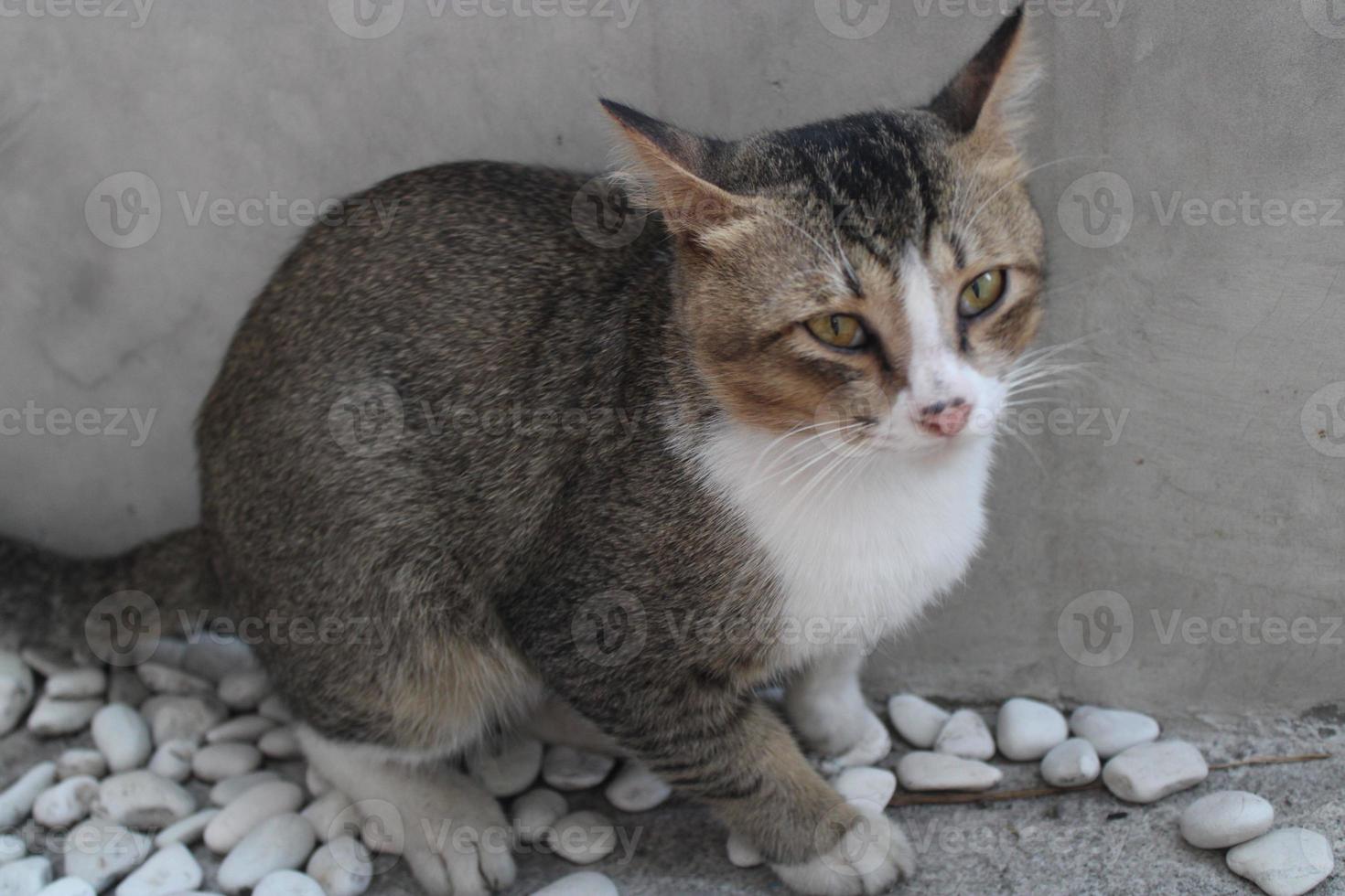 cat hiding on the edge of the wall photo