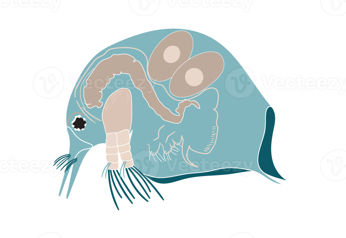 Plankton, water flea, zooplankton icon. Colorful cartoon cute animal icon isolated png