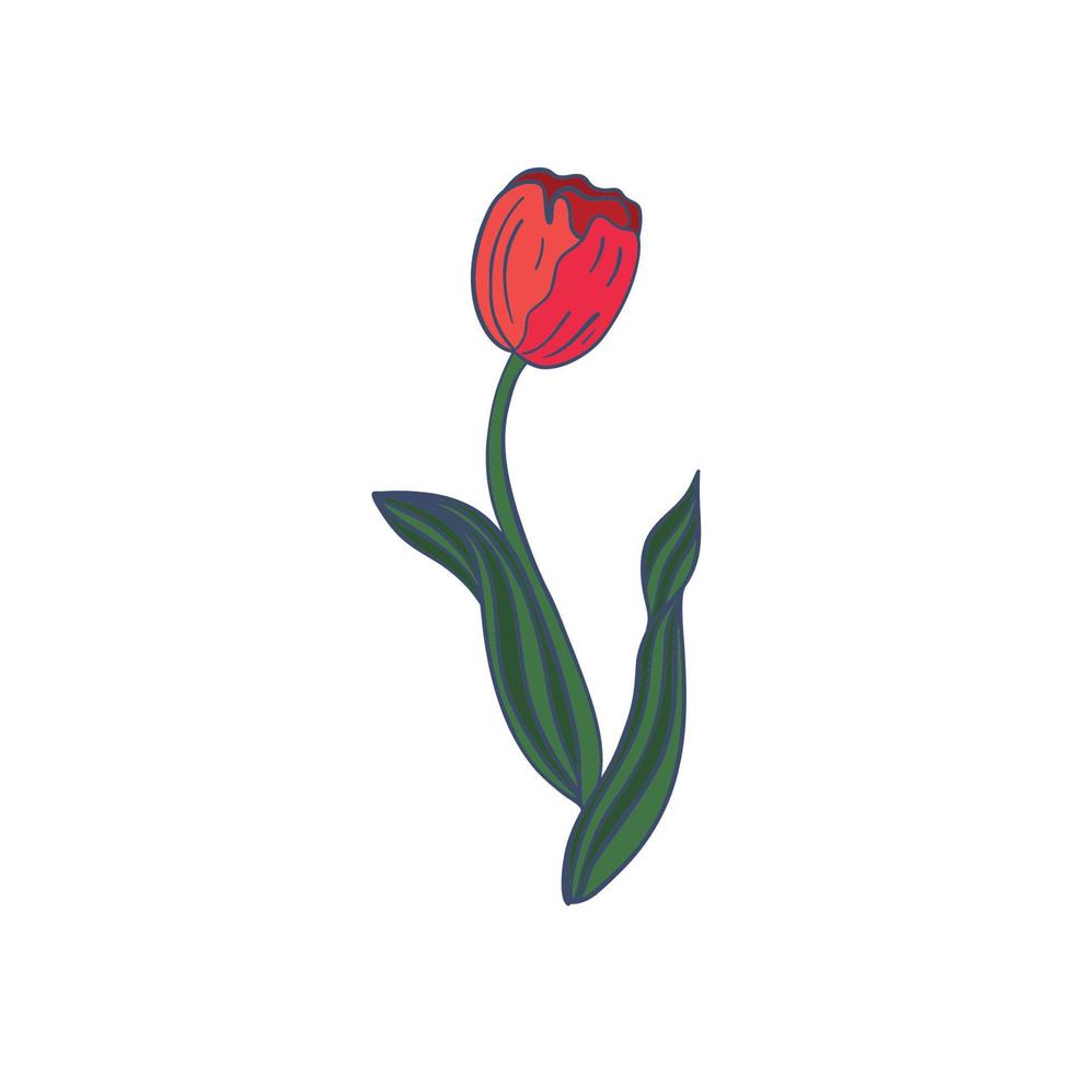Flower flat vector icon tulip, crocus, snowdrop, flowers line drawing art. Vector illustration