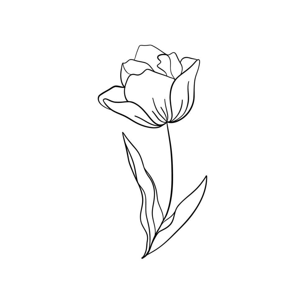 Tulip flower line art. Minimalist outline drawing. Single line drawing. Vector isolated floral elements.