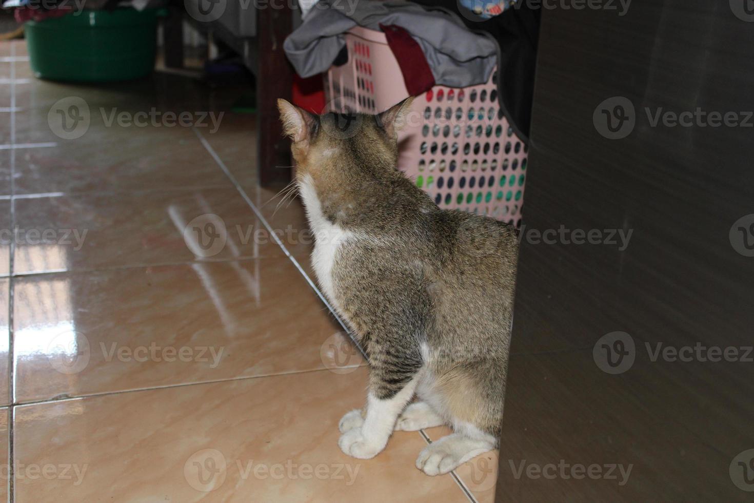 foto de un gato sentado en el piso