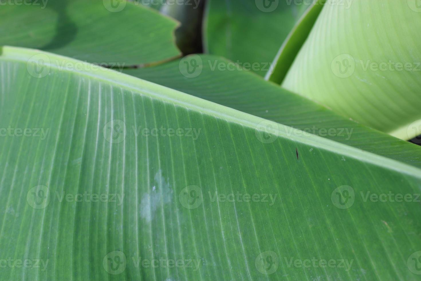 Photo of fresh green banana tree leaves in the morning