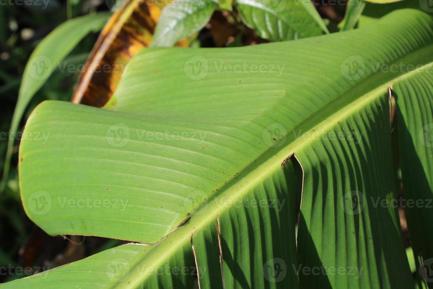 Photo of fresh green banana tree leaves in the morning