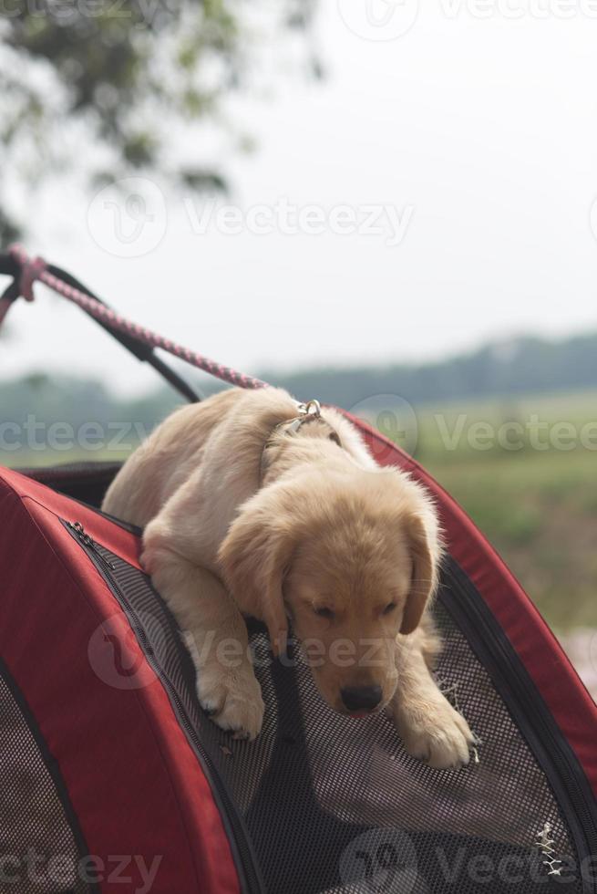 close up golden retriever puppy face in red dog cart with spring time field and blue sky background photo