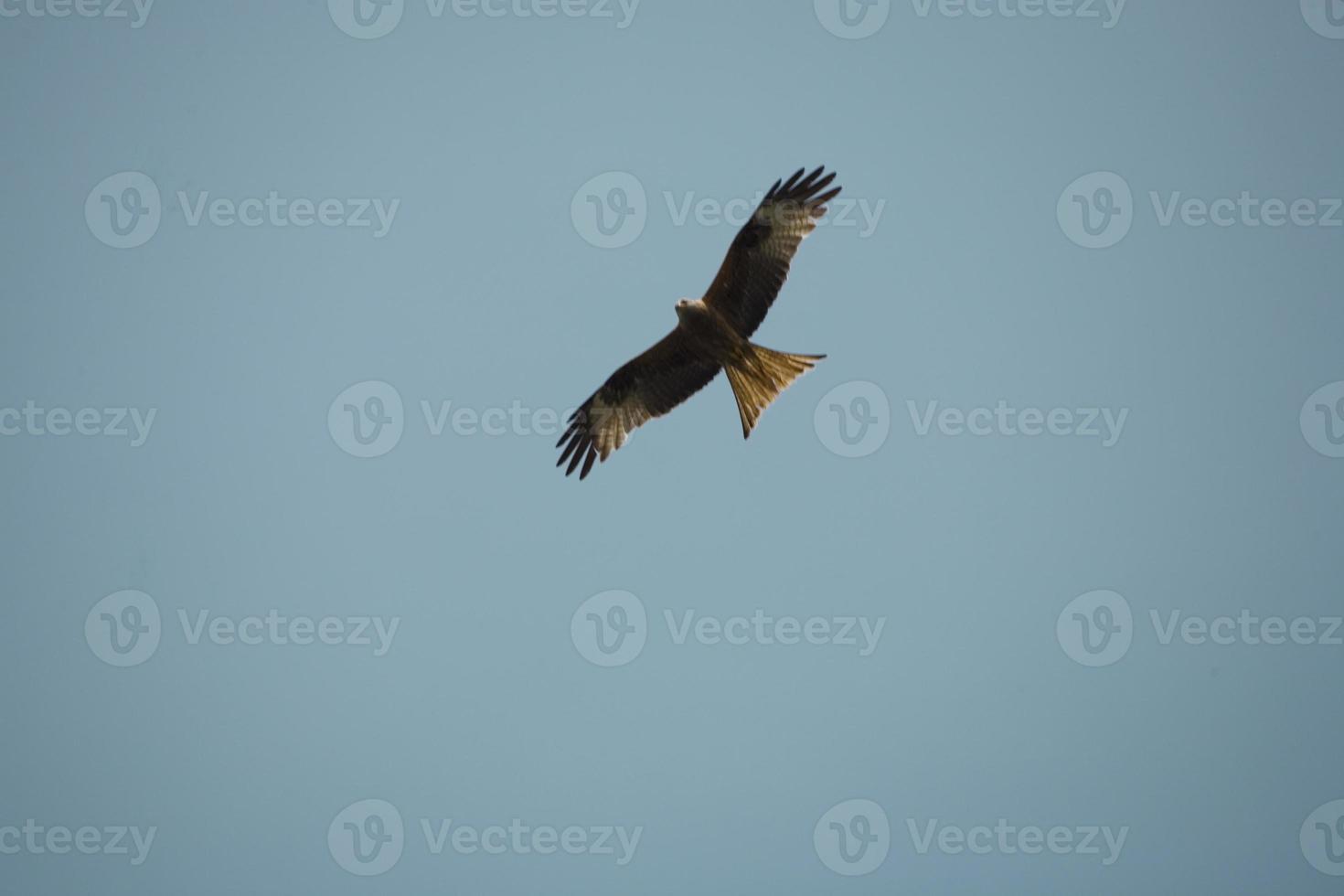 falcon on sky photo