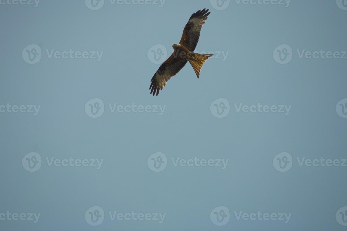 falcon on sky photo