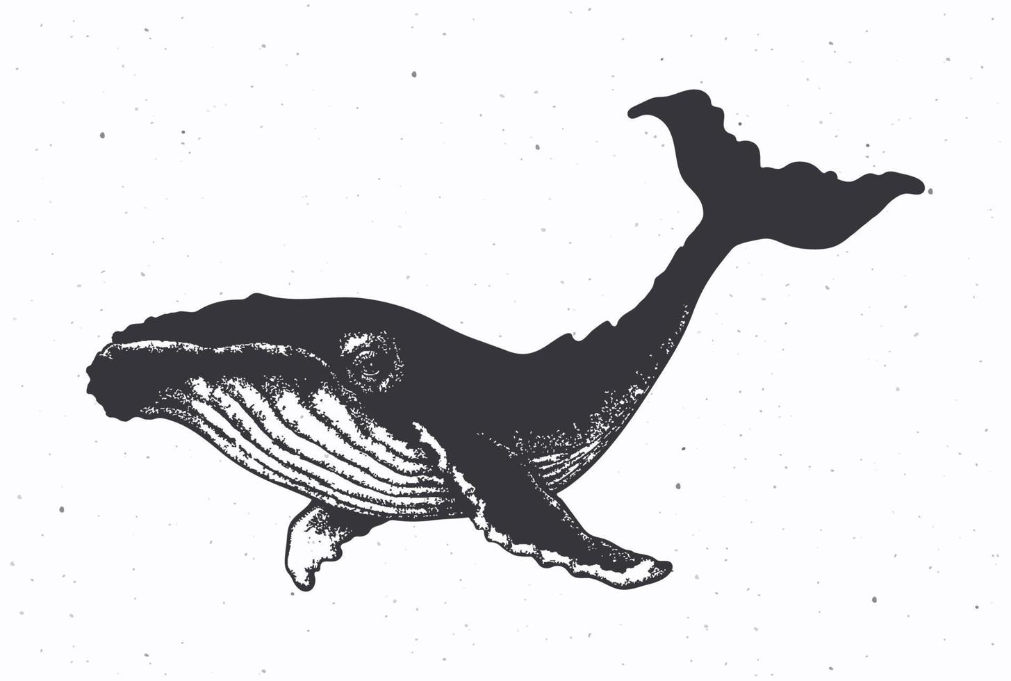 mano dibujado tinta bosquejo de ballena vector