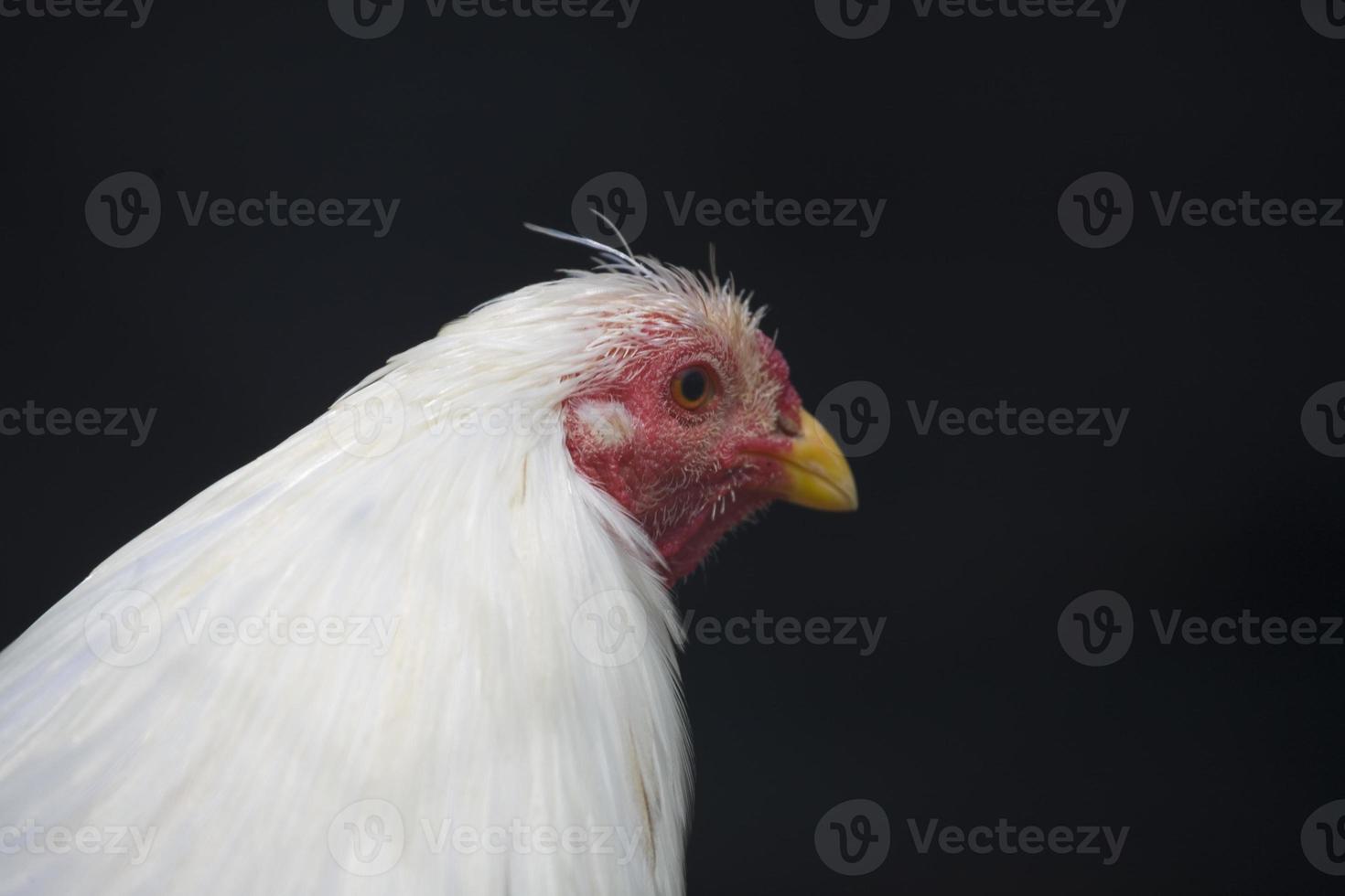 white chicken portret photo