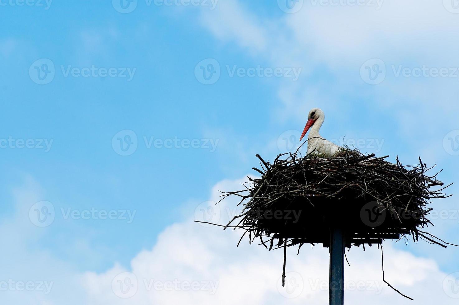 strok in nest photo