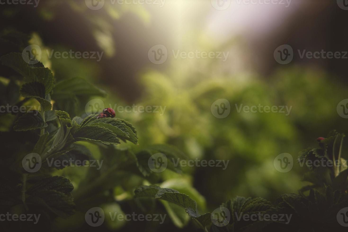 a spring shrub with green leaves and a red ladybug in the warmth of the afternoon sun photo