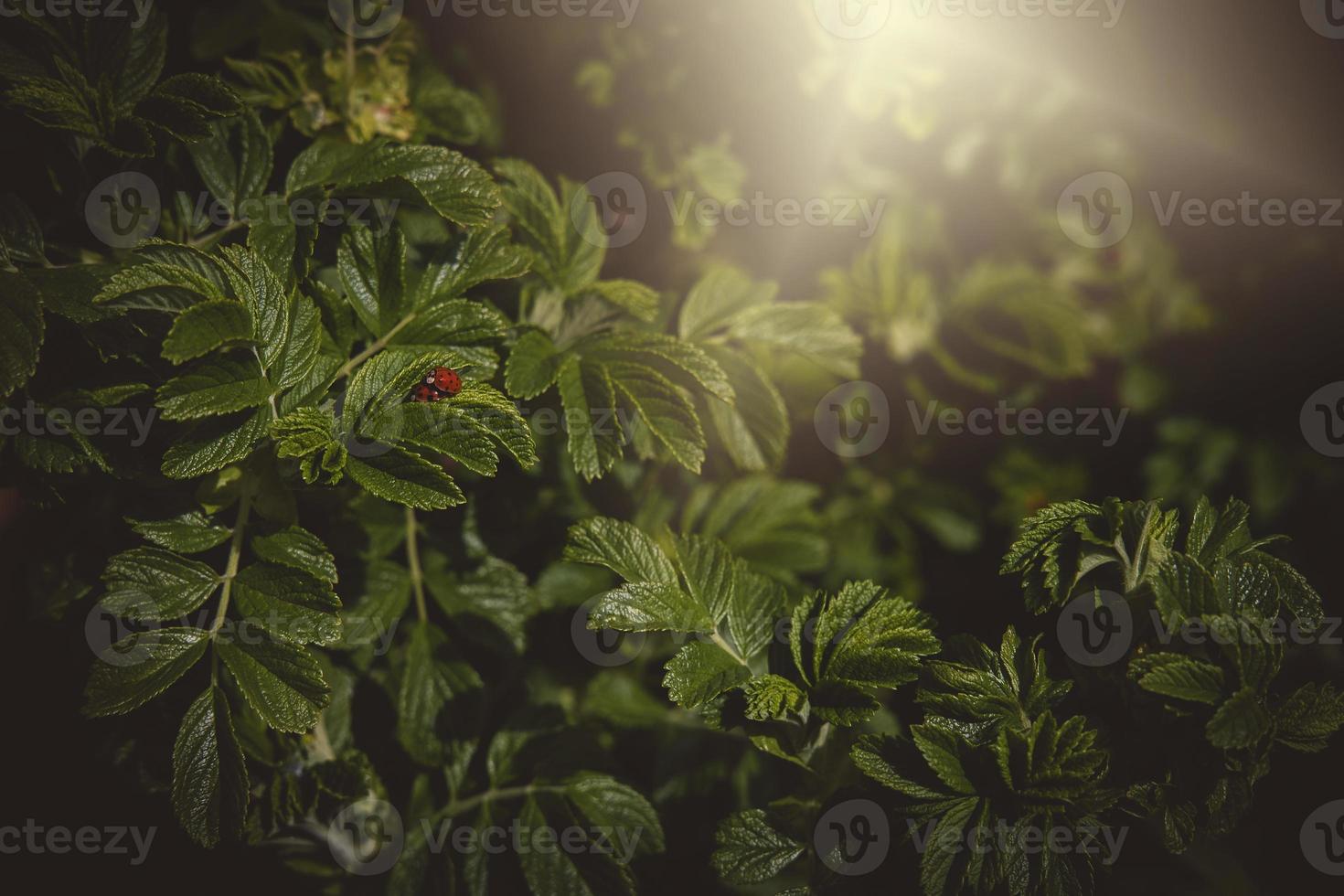 a spring shrub with green leaves and a red ladybug in the warmth of the afternoon sun photo