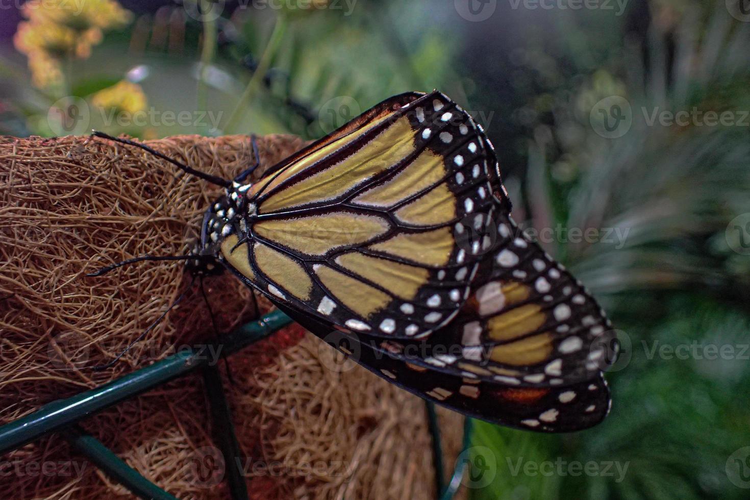 delicate colorful cultured butterfly in the butterfly house in close-up photo